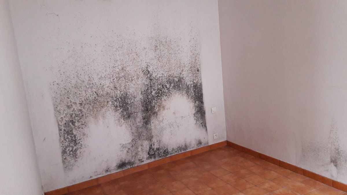 Moisissures - Expertise humidité à Manosque